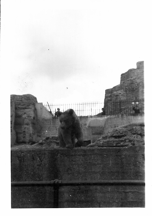 brown bear on Mappin Terrace