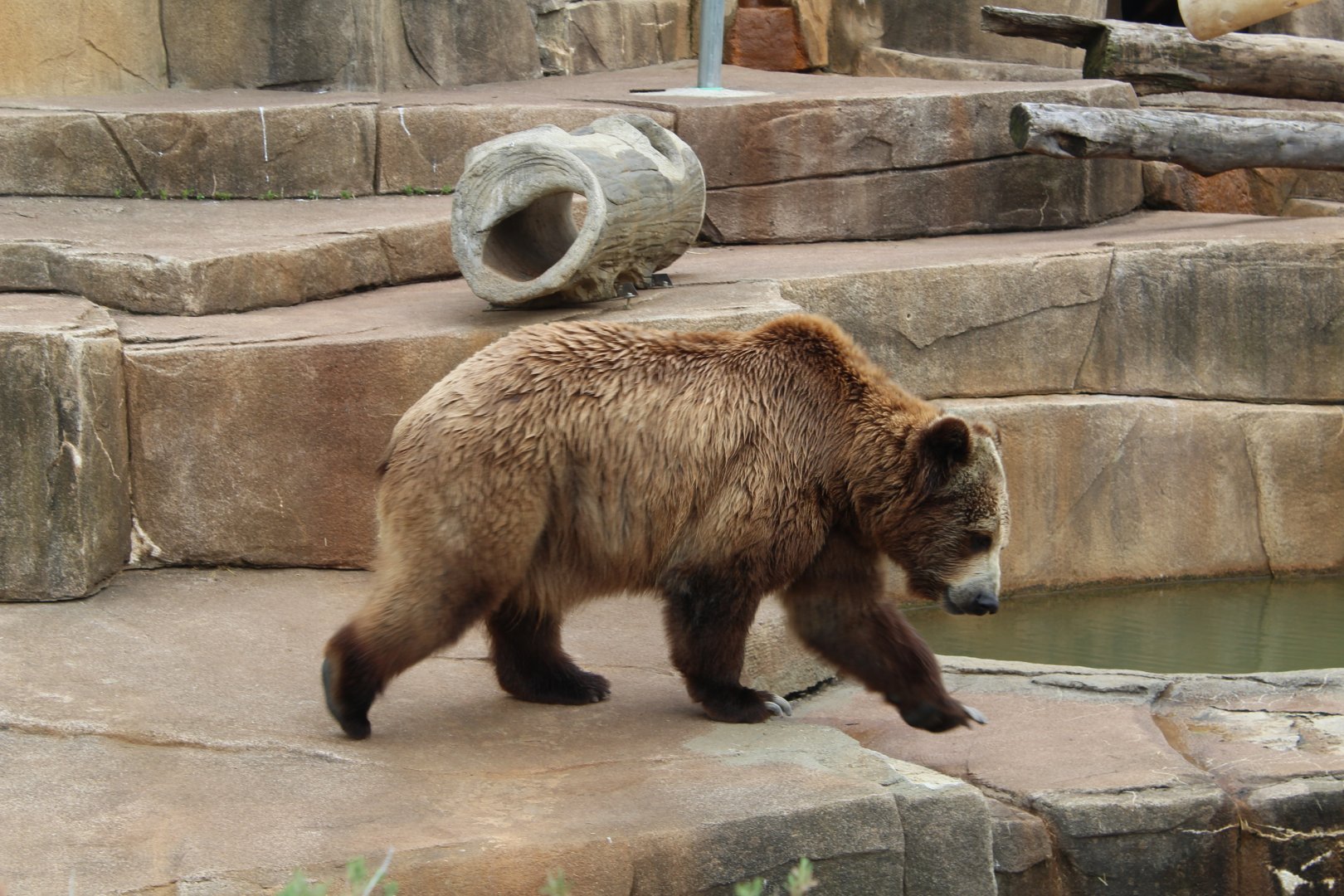 Brown Bear on the Move