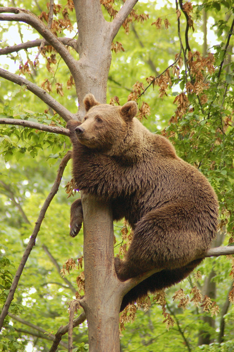 Brown bear on the tree in Miskolc Zoo
