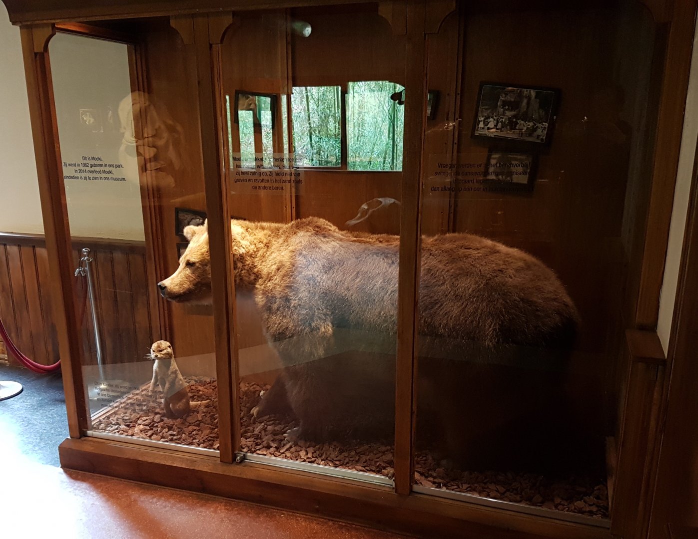 Brown bear - otter display