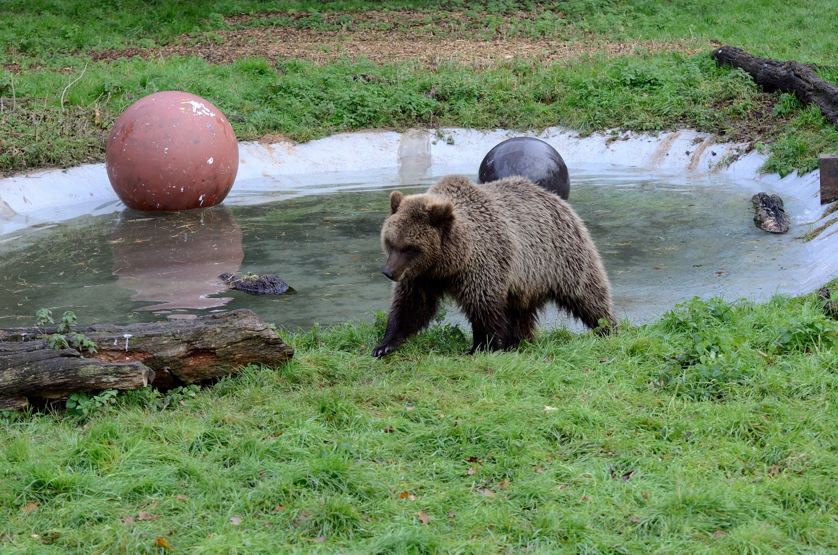 Brown Bear Pool 13/11/17