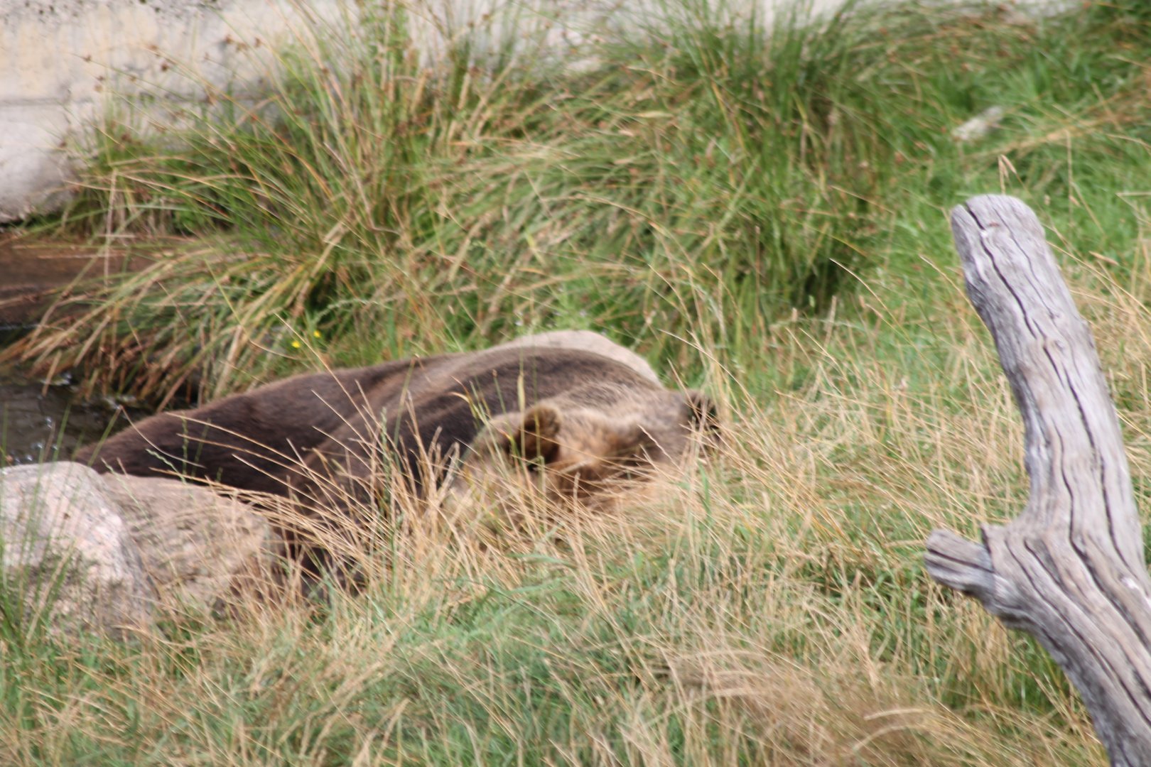 Brown Bear resting.