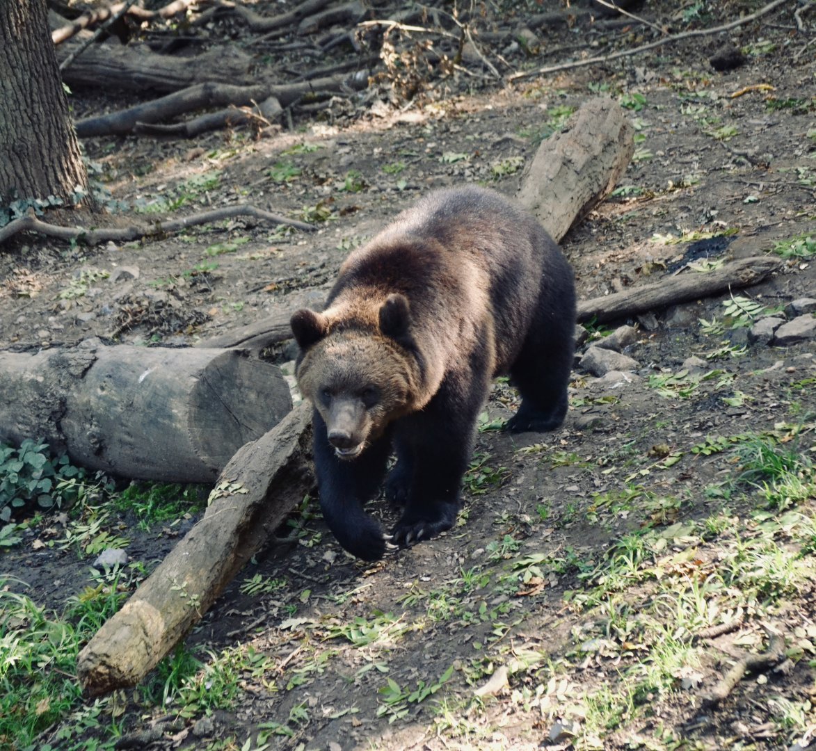 Brown Bear - September 2020