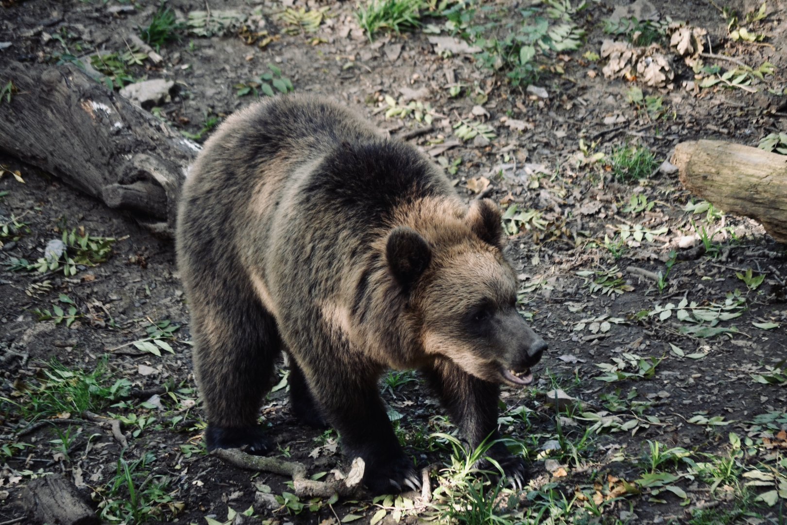 Brown Bear - September 2020