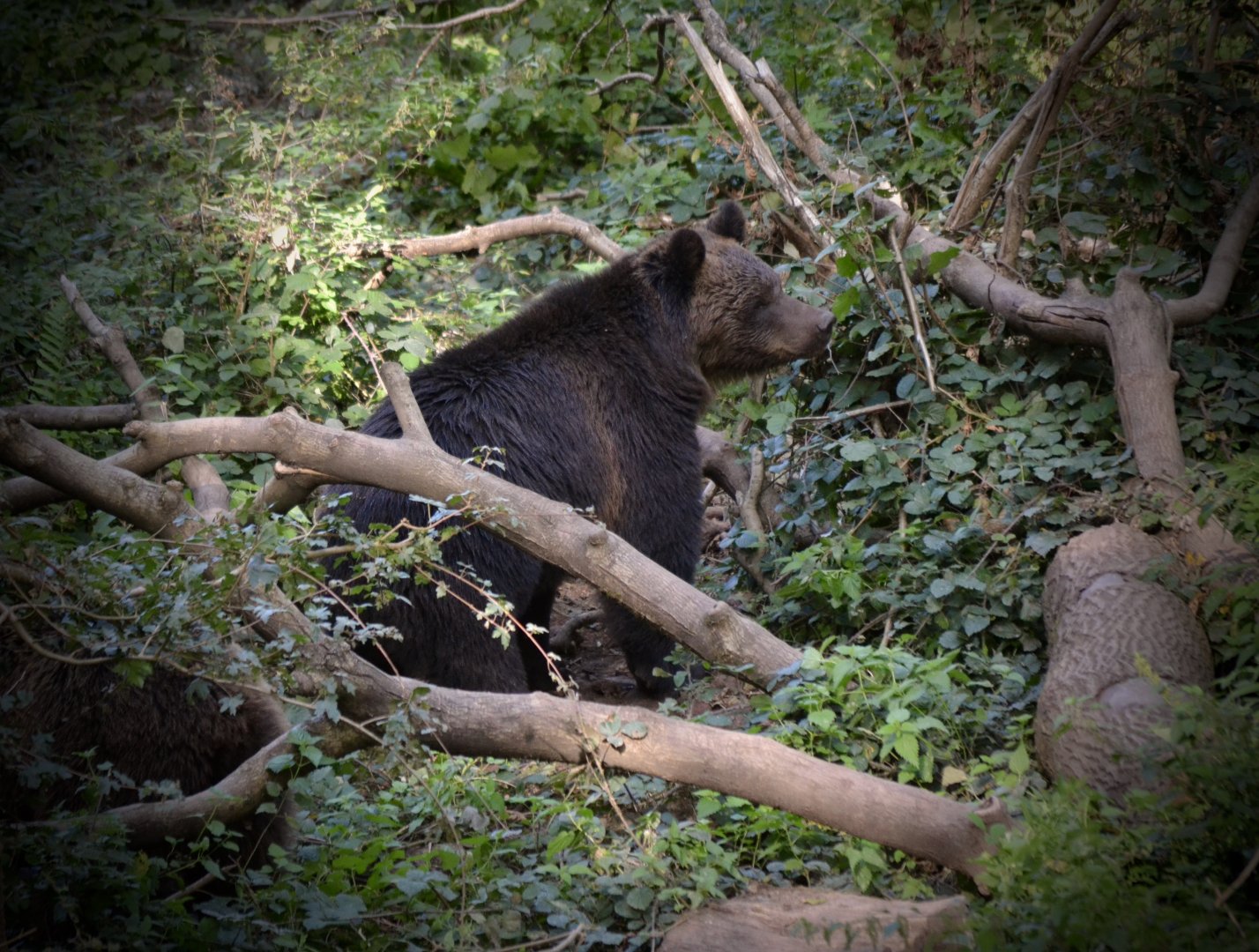 Brown Bear - September 2020