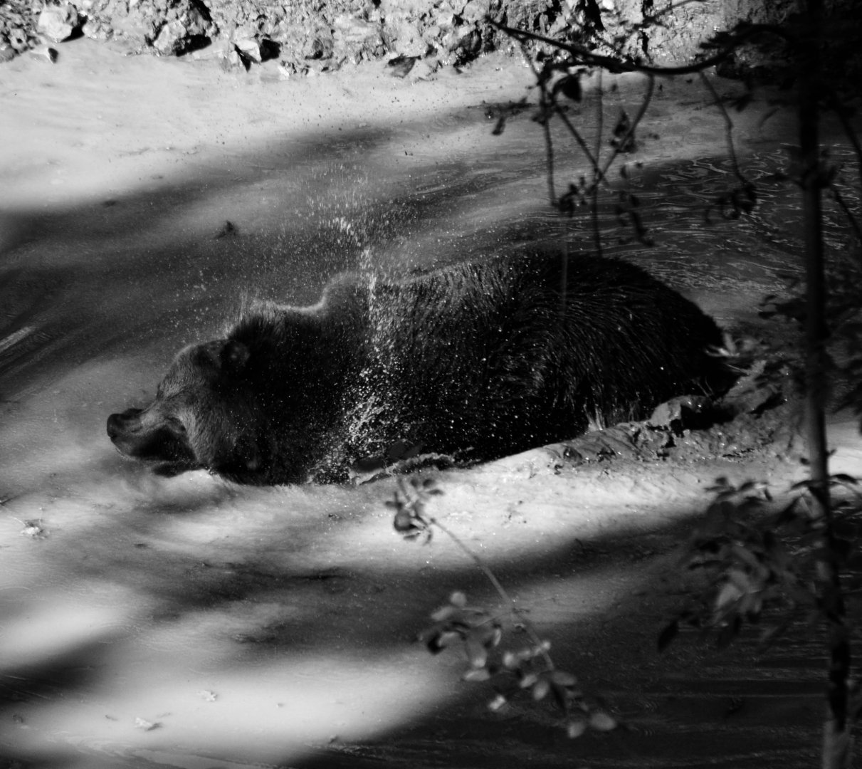 Brown Bear - September 2020