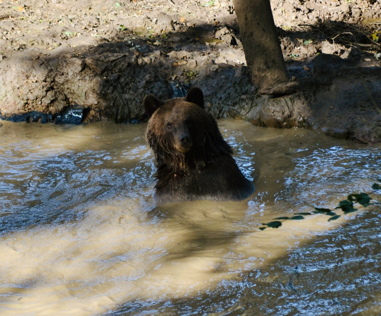 Brown Bear - September 2020
