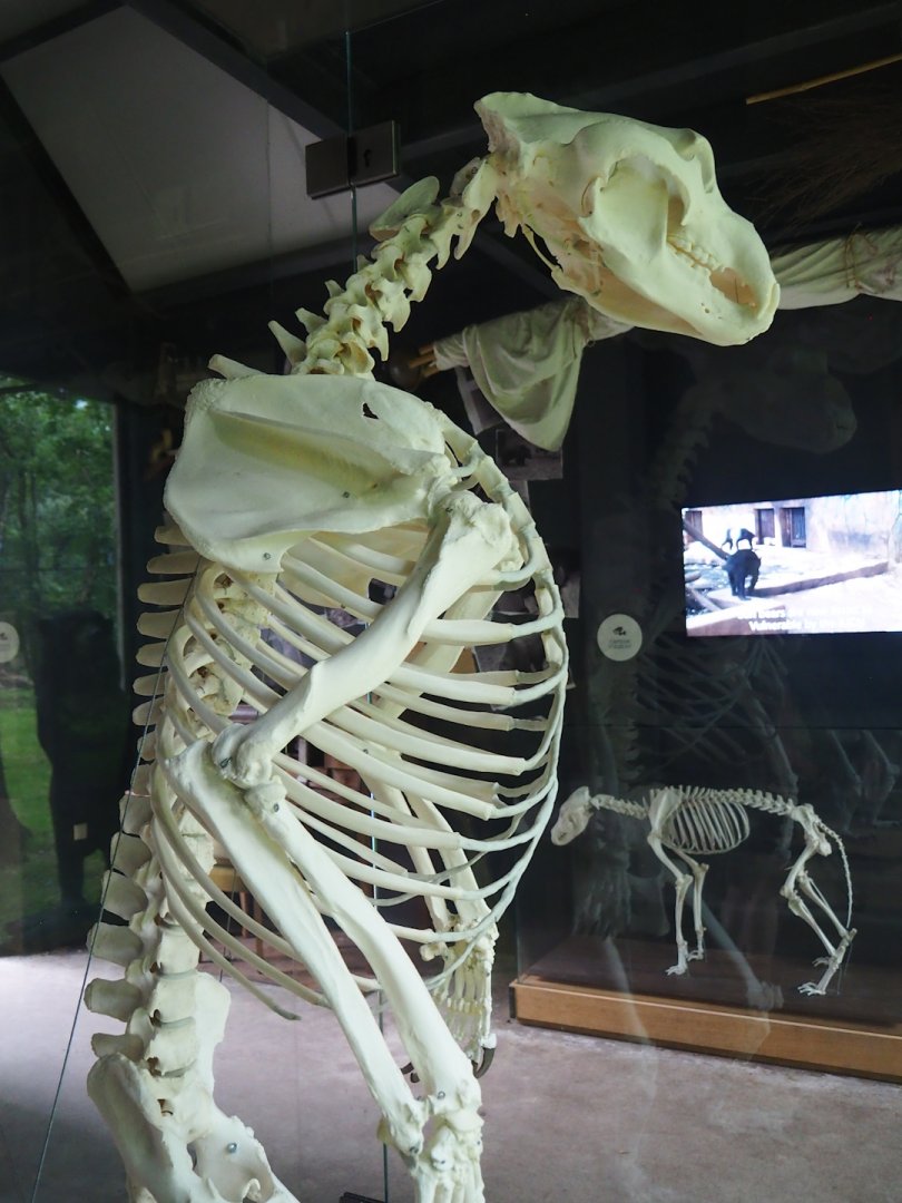 Brown bear skeleton, 2023-08-17