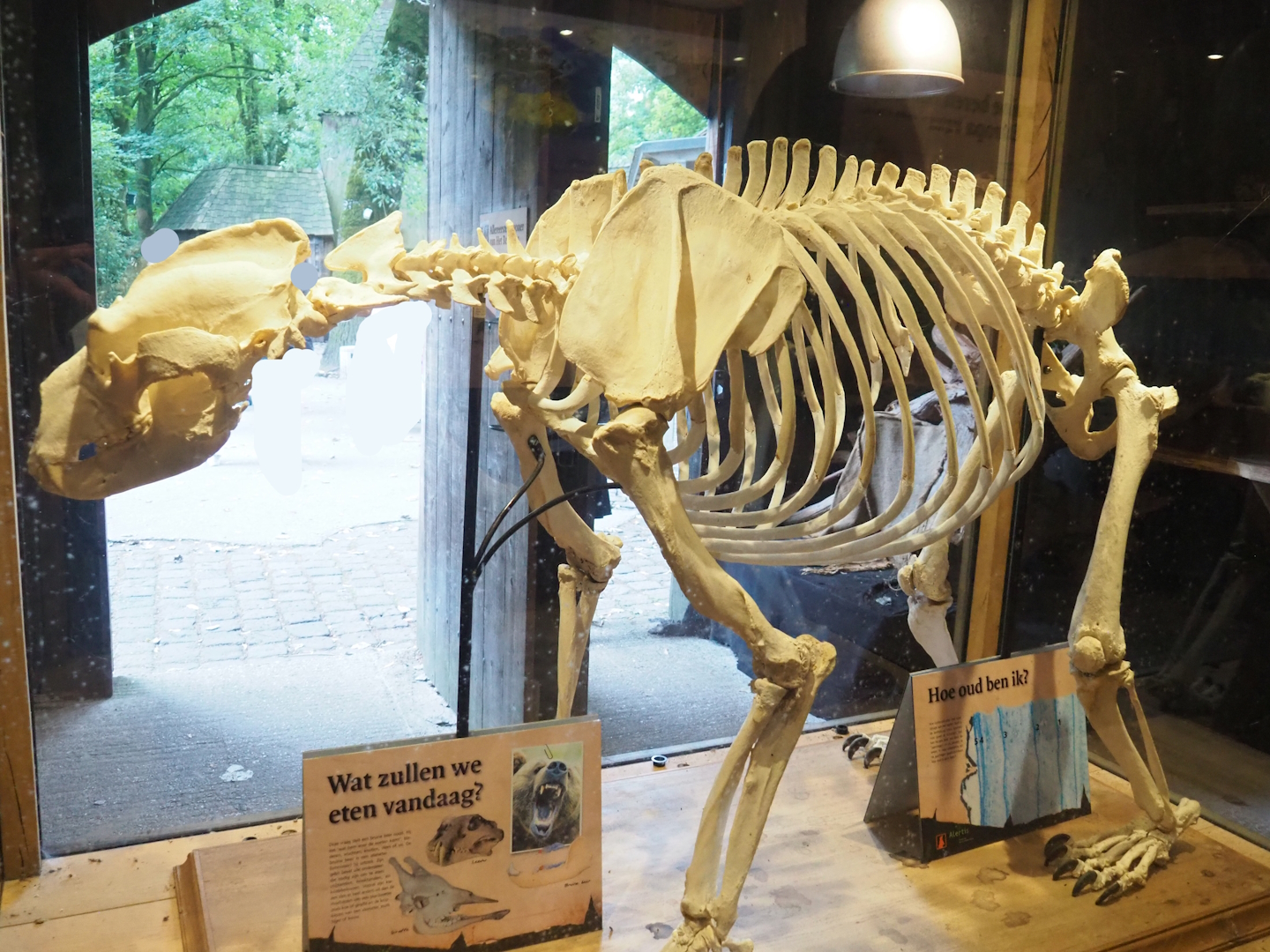 Brown bear skeleton (From a former bear forest resident), 2023-08-17