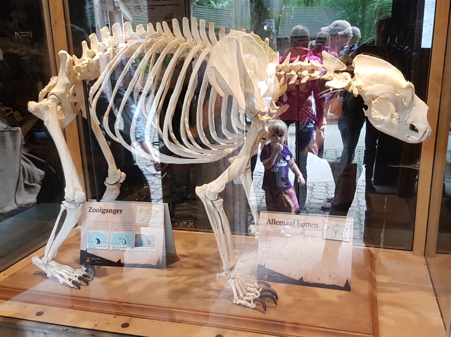 Brown bear-skeleton