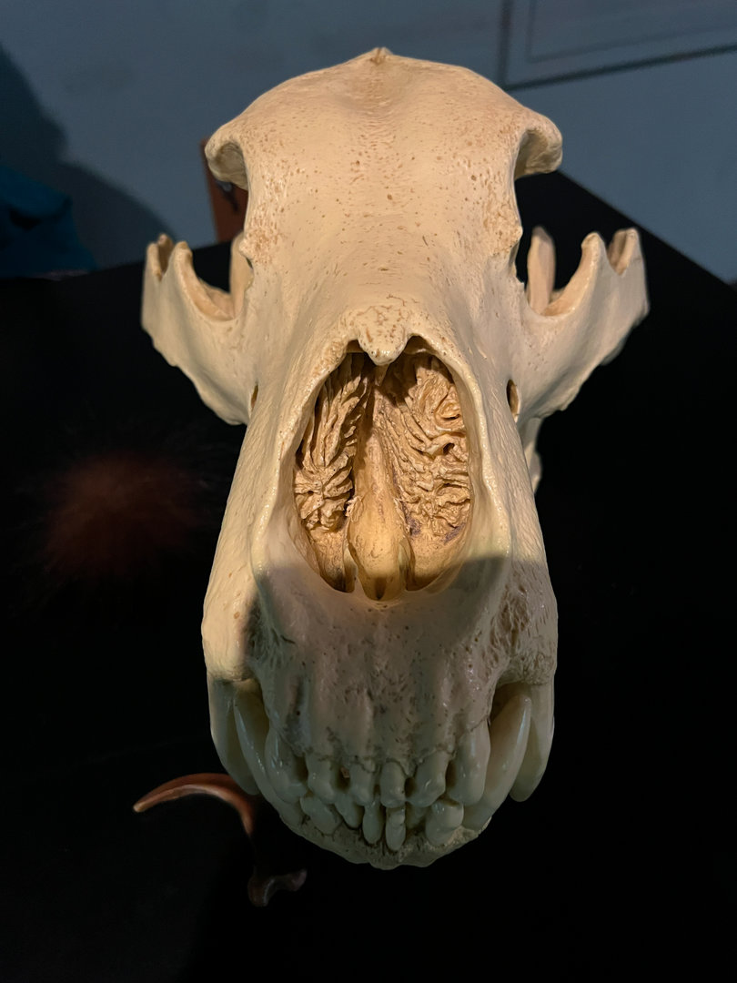 Brown Bear Skull Replica