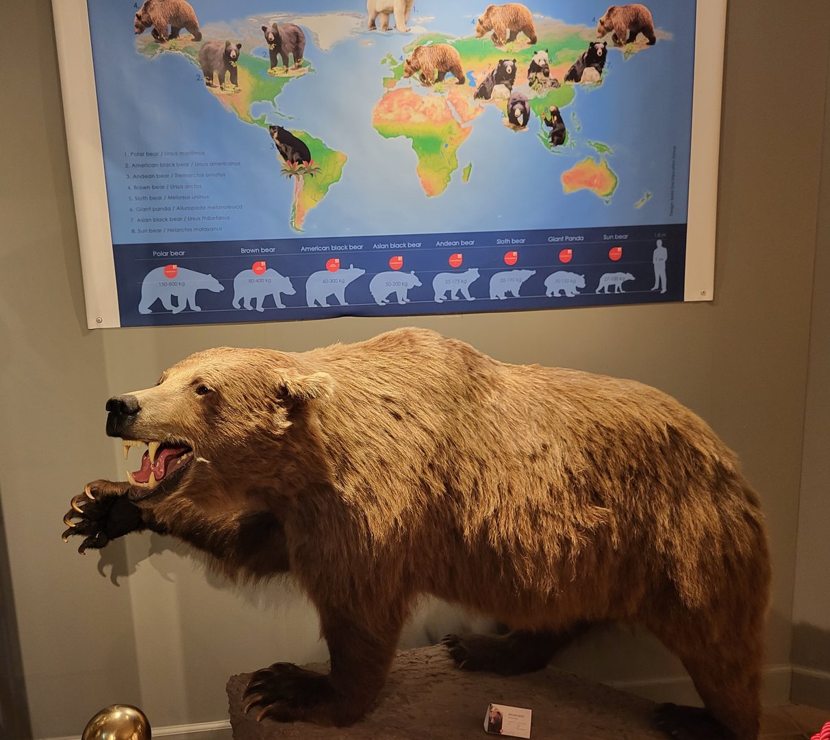 Brown bear specimen