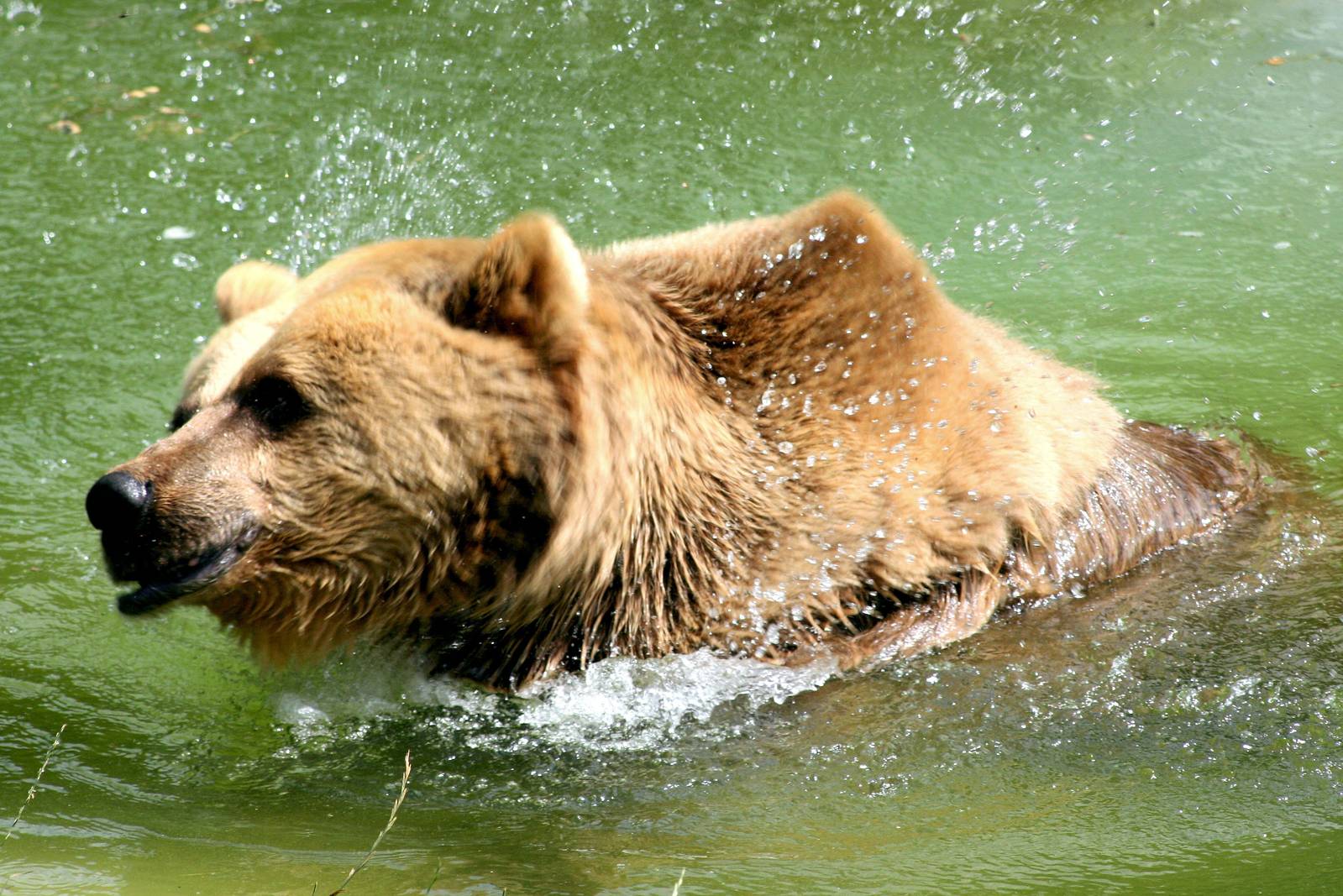 Brown bear splashing; Whipsnade; 23rd July 2016