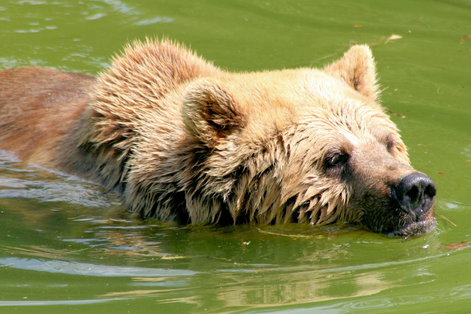 Brown bear swimming; Whipsnade; 23rd July 2016
