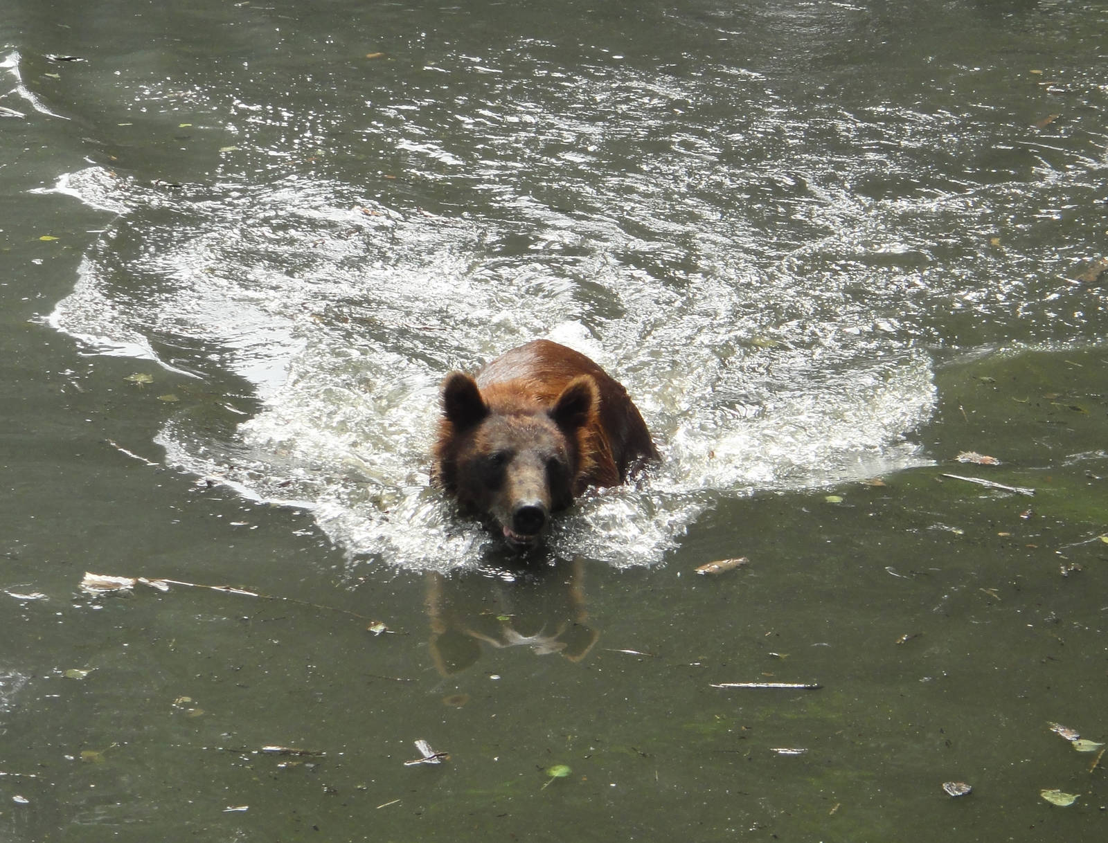 Brown bear swimming