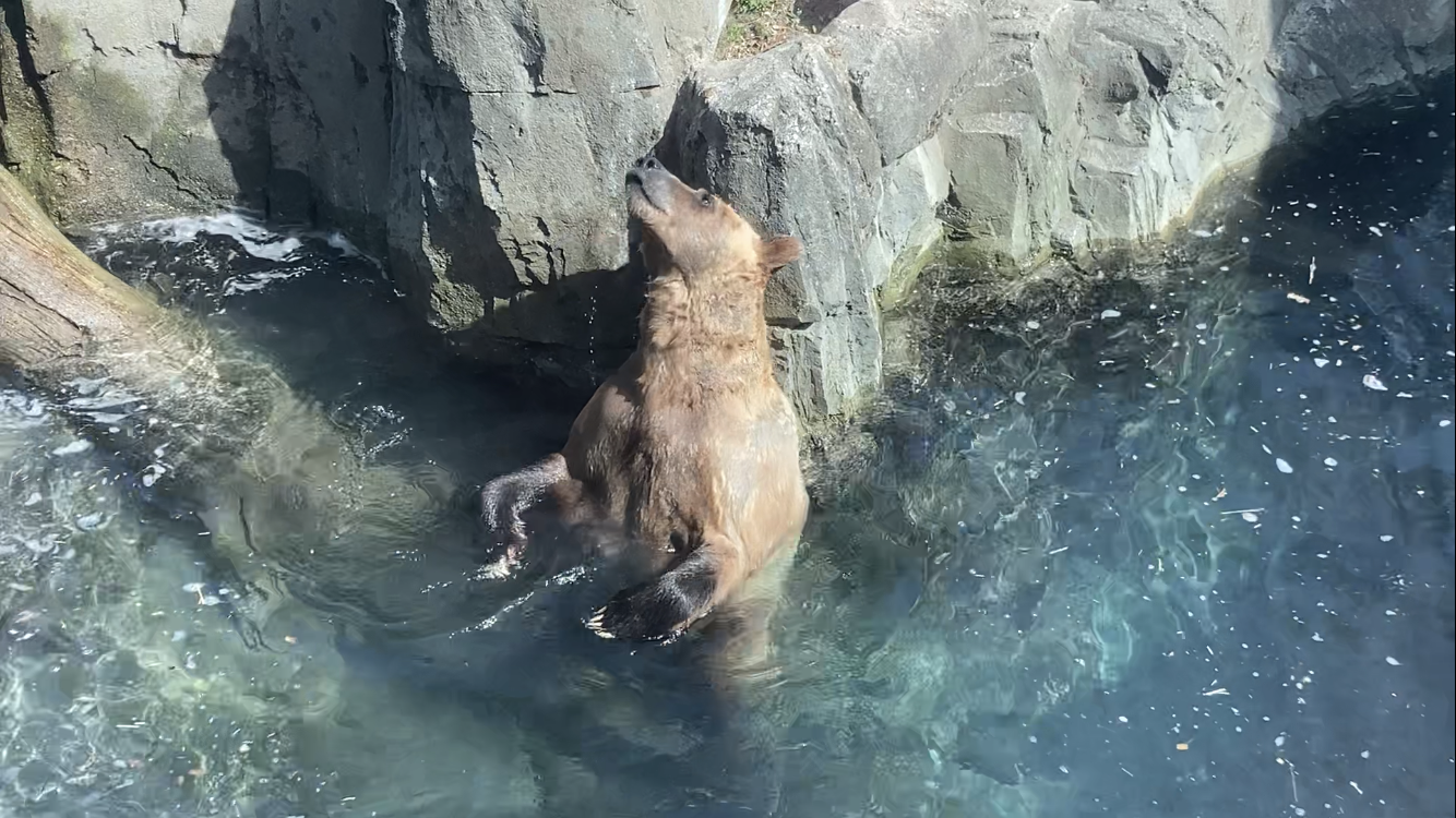 Brown Bear Swimming