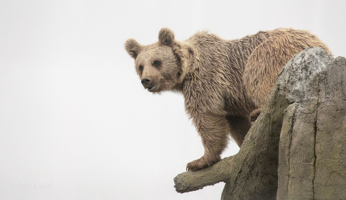 Brown bear (Syrian brown bear) : Hamerton : 16 Aug 2020