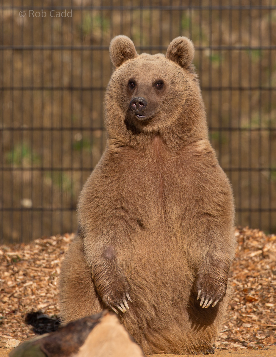 Brown bear (Syrian brown bear) : Hamerton : 18 Jan 2020