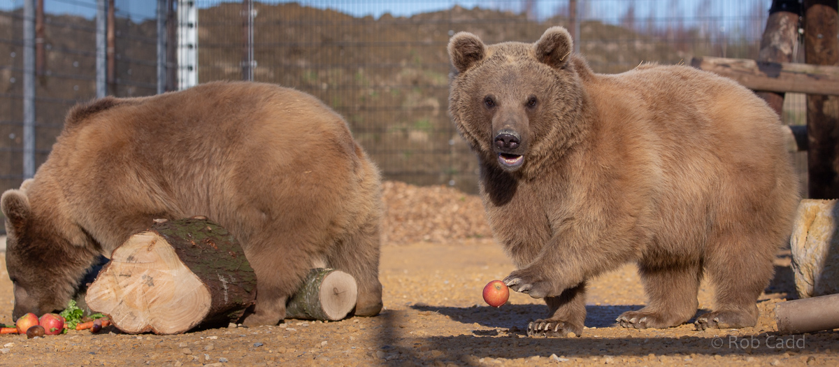 Brown bear (Syrian brown bear) : Hamerton : 18 Jan 2020