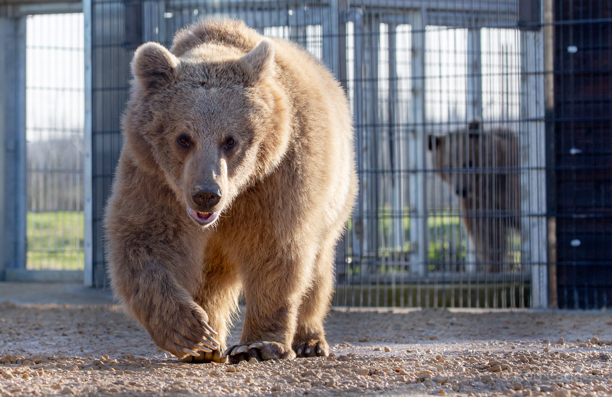 Brown bear (Syrian brown bear) : Hamerton : 18 Jan 2020