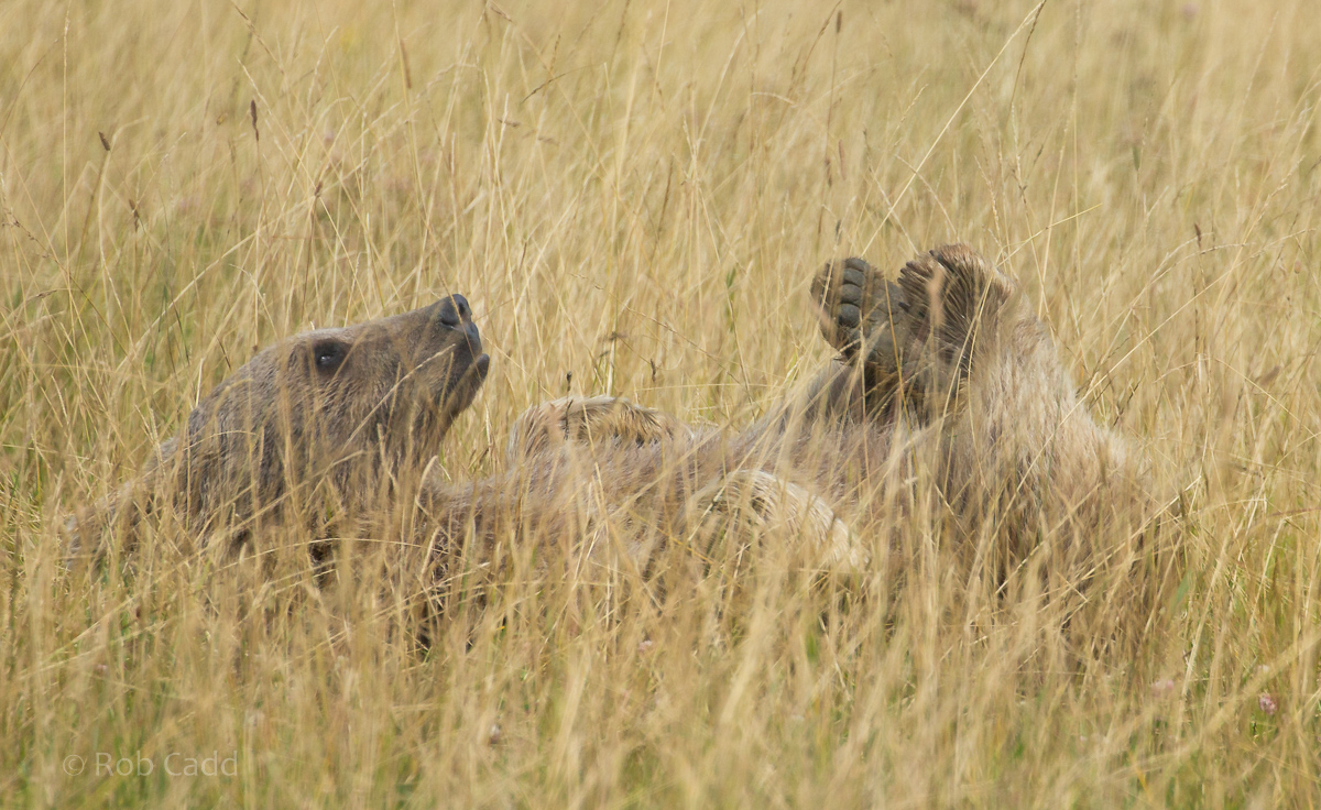Brown bear (Syrian brown bear) : Hamerton : 24 Jul 2020