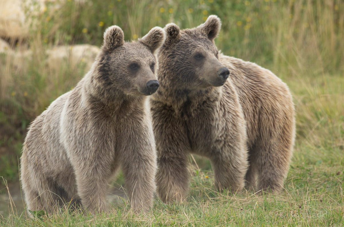 Brown bear (Syrian brown bear) : Hamerton : 24 Jul 2020
