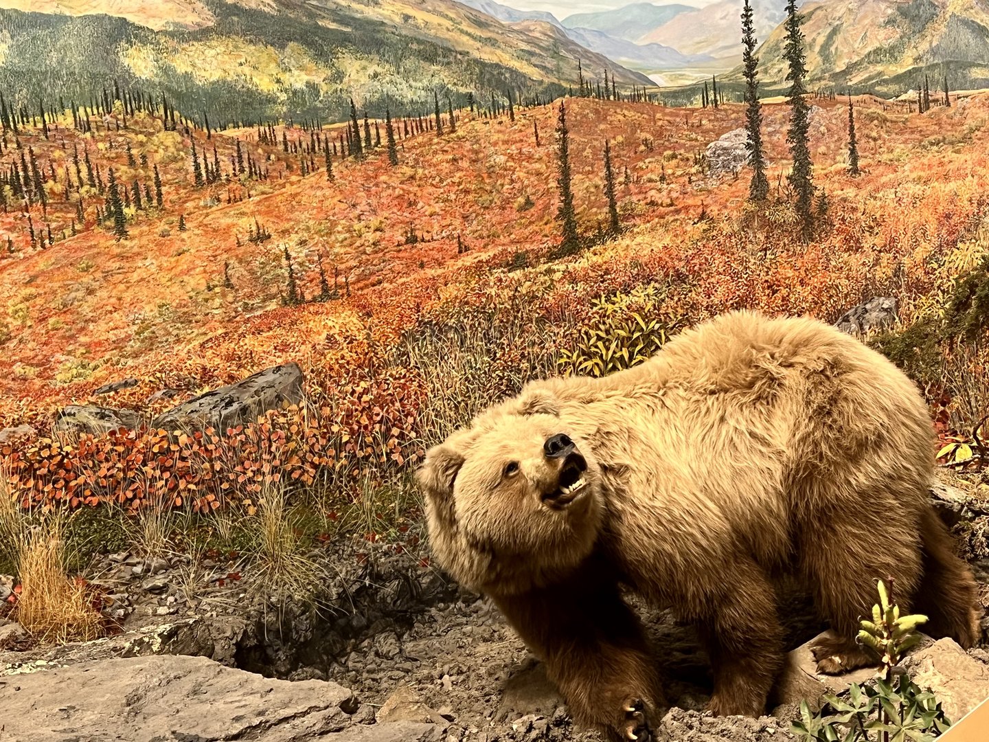 Brown Bear (Toklat Grizzly) - Interior Alaska Diorama