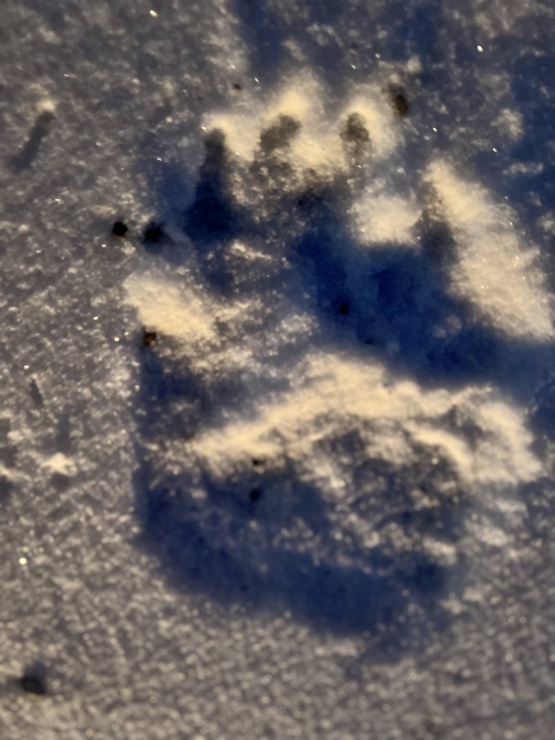 Brown Bear Track (front)