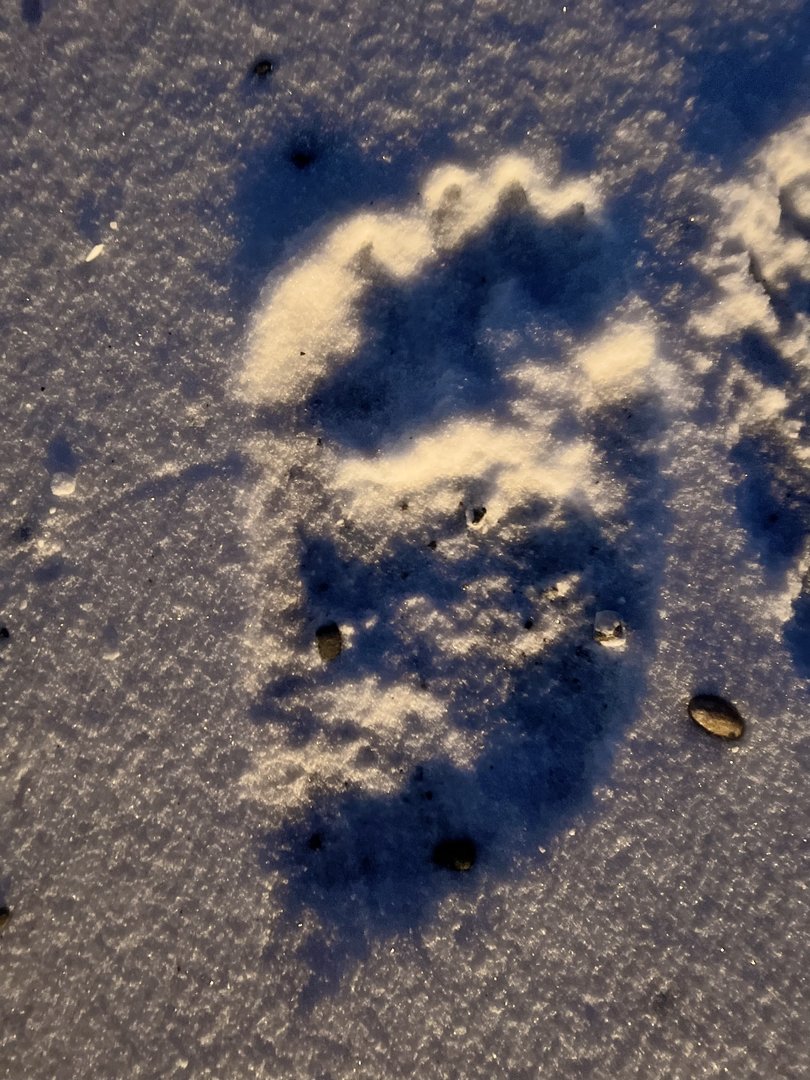 Brown Bear Track (rear)