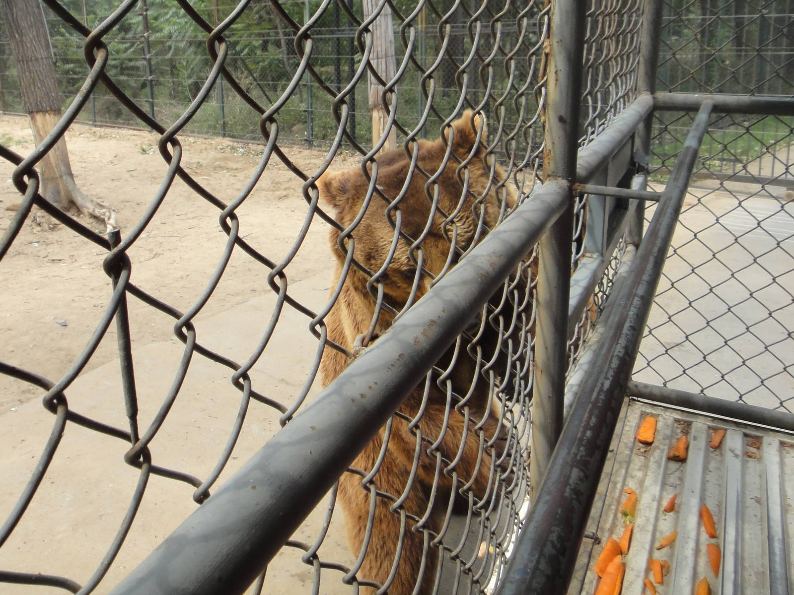 Brown bear trying to get food from the tourist vehicle