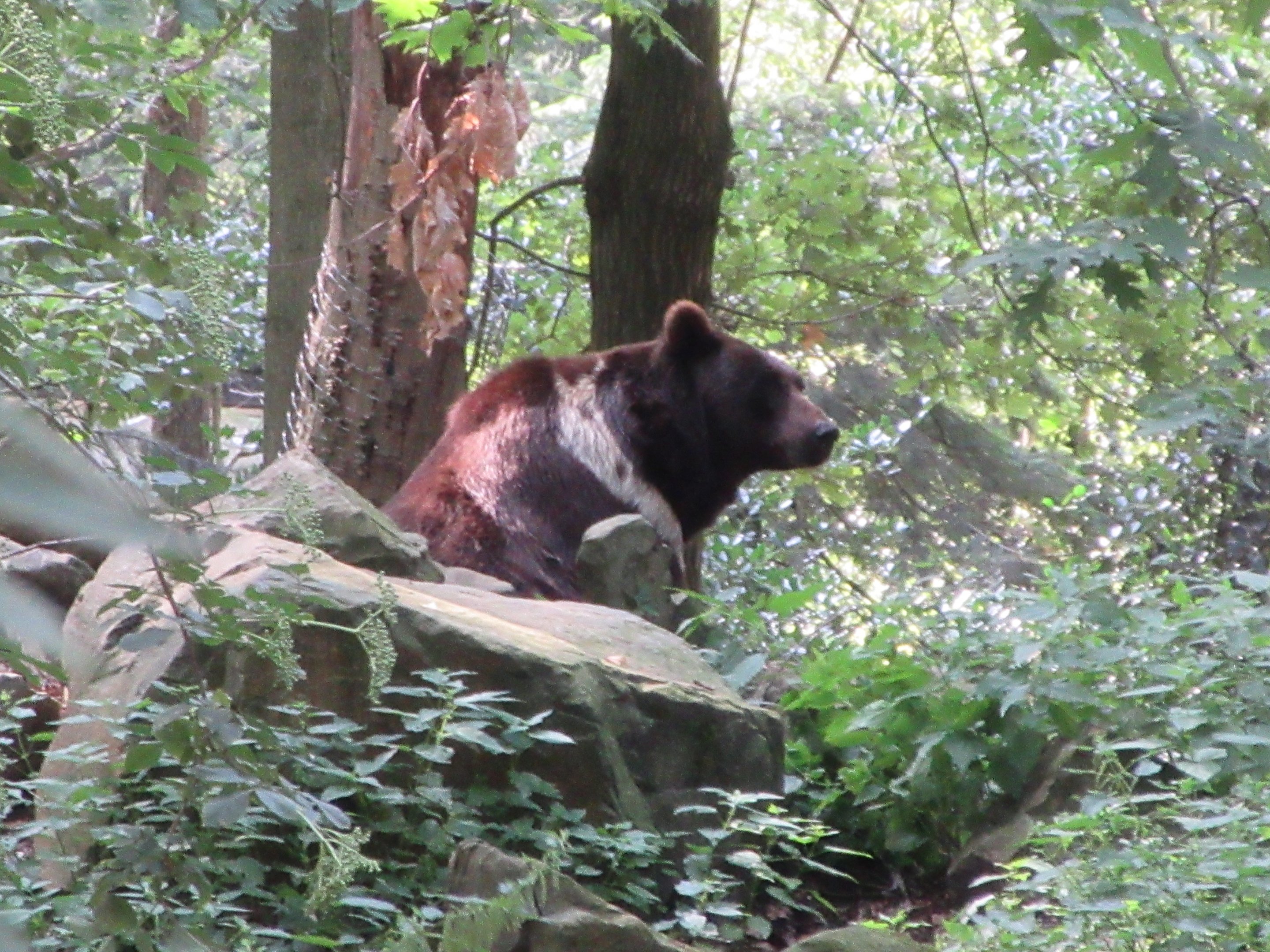 Brown Bear (unusual markings on 'Igor')