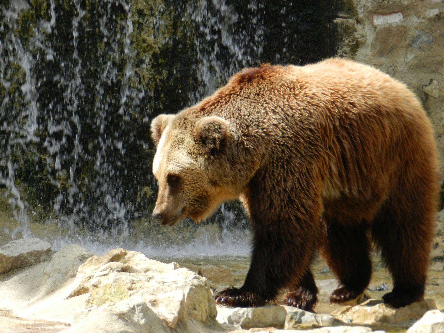 Brown Bear (Ursus arctos) at Jardim Zoológico de Lisboa, Portugal*