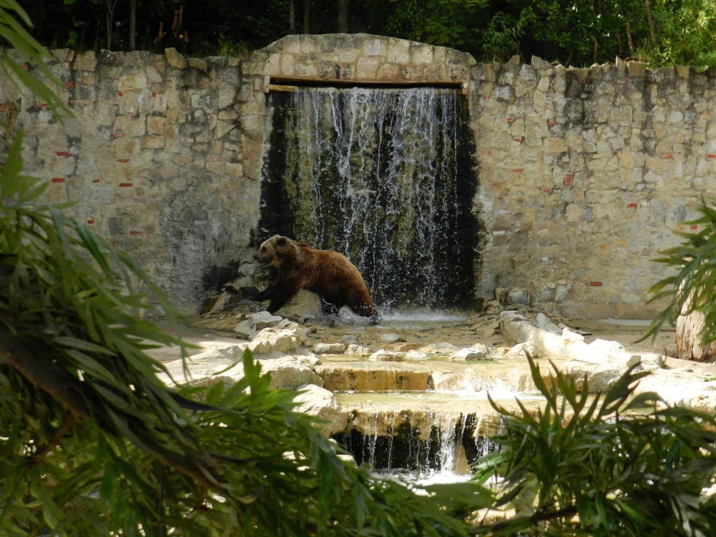 Brown Bear (Ursus arctos) at Jardim Zoológico de Lisboa, Portugal*