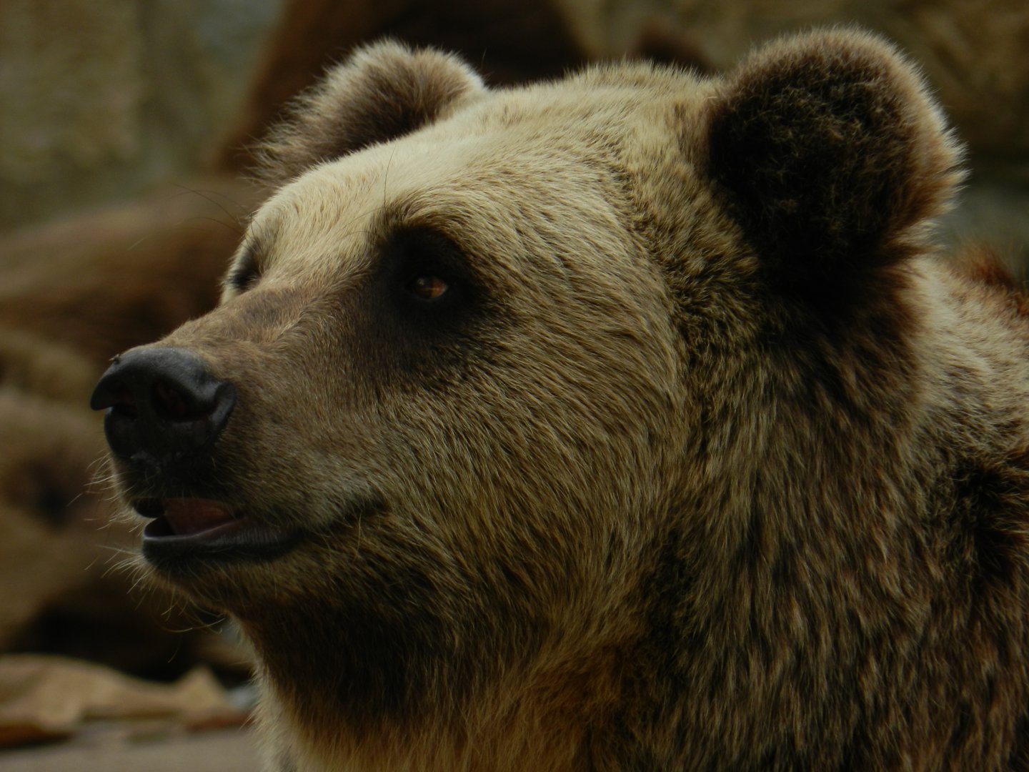 Brown Bear (Ursus arctos) at Jardim Zoológico de Lisboa, Portugal*