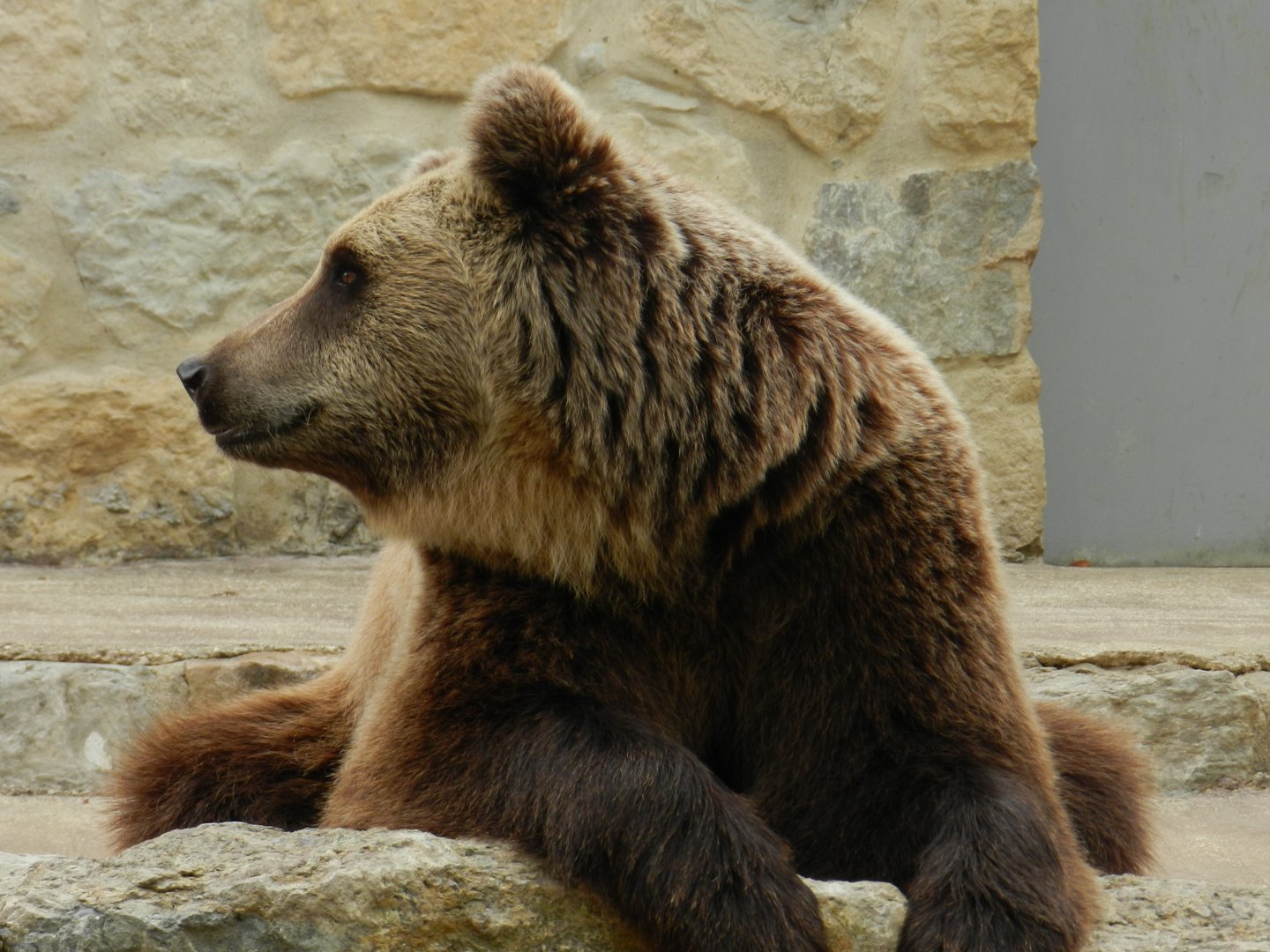 Brown Bear (Ursus arctos) at Jardim Zoológico de Lisboa, Portugal*