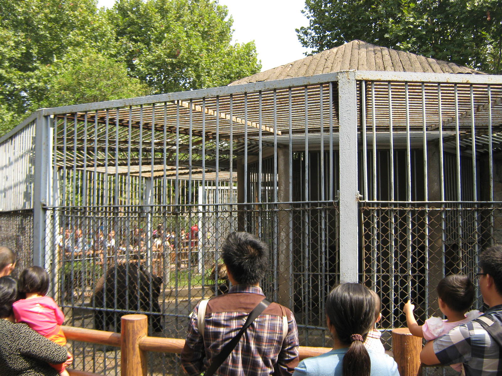 brown bear (Ursus arctos) cage