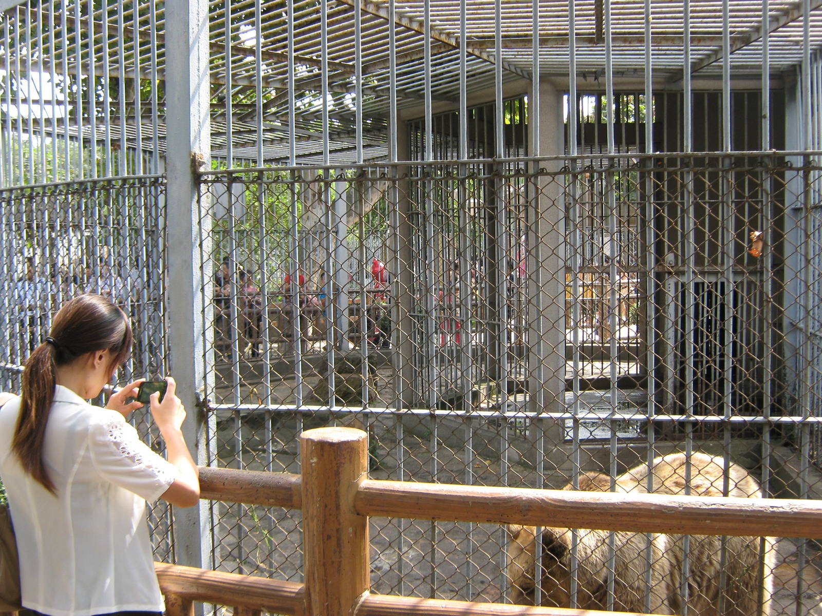 brown bear (Ursus arctos) cage