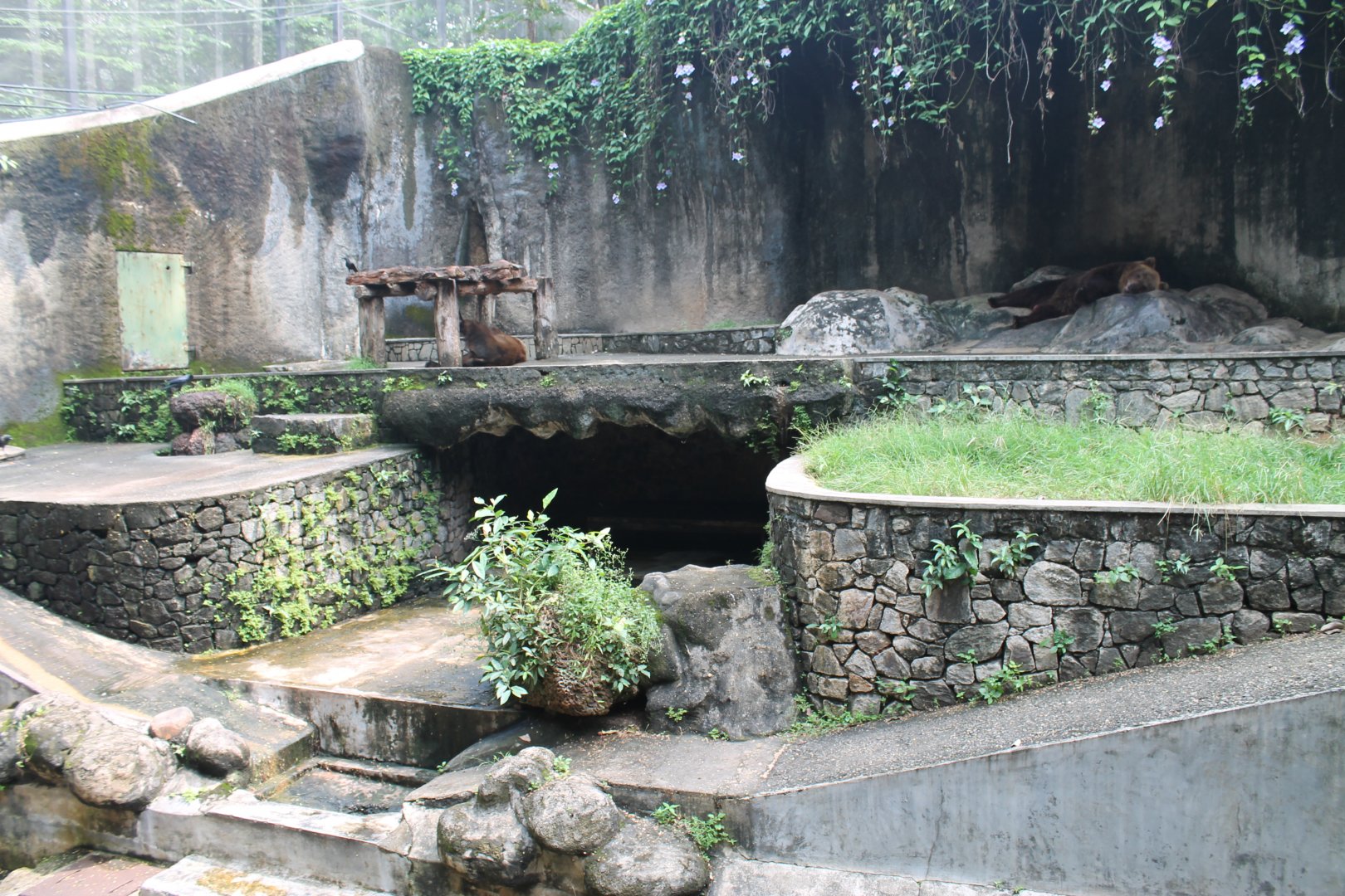 Brown Bear (Ursus arctos) enclosure, front-view