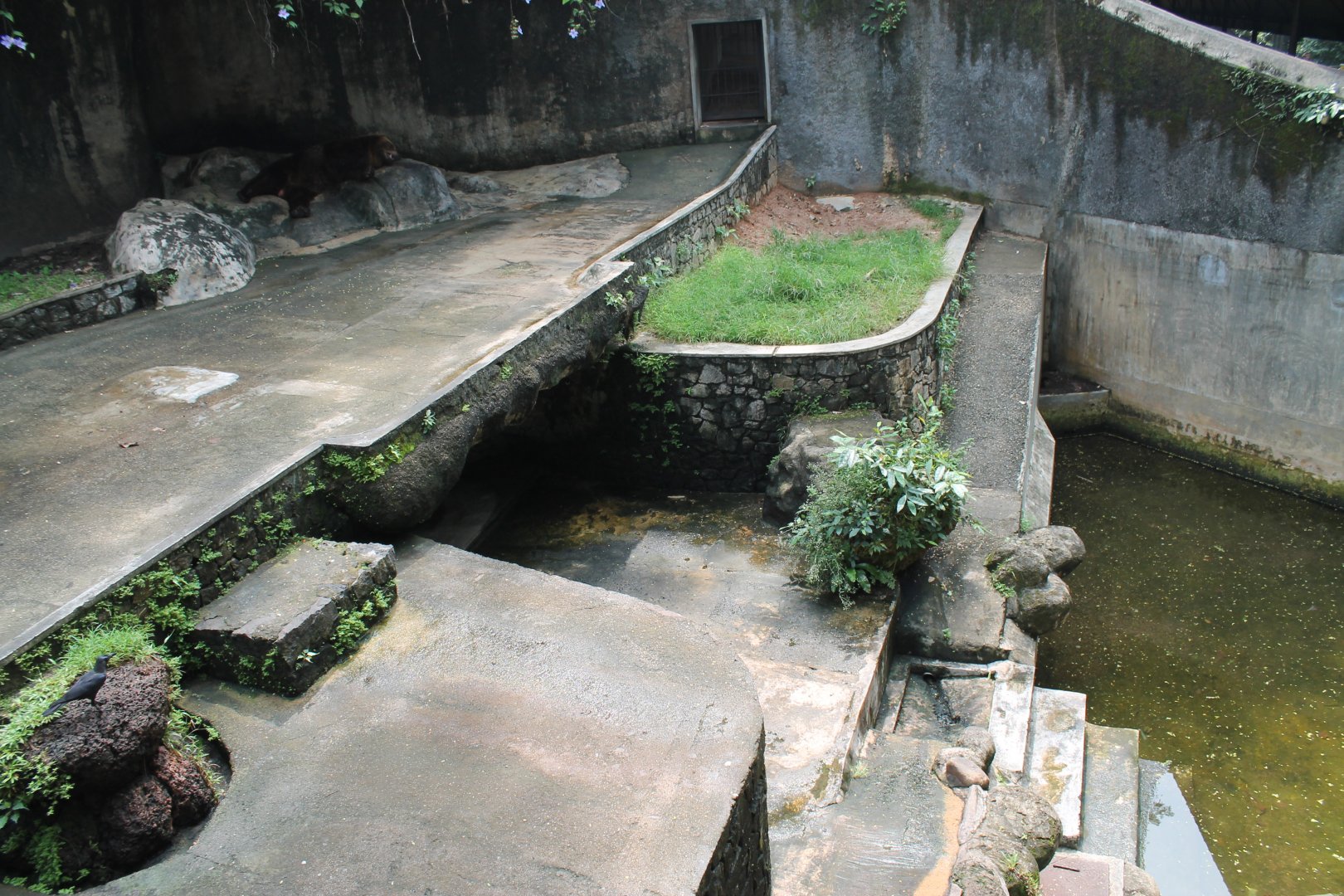 Brown Bear (Ursus arctos) enclosure, top-view