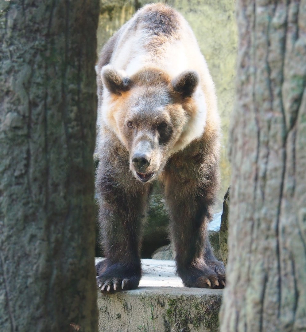 Brown bear (Ursus arctos - No subspecies specified)