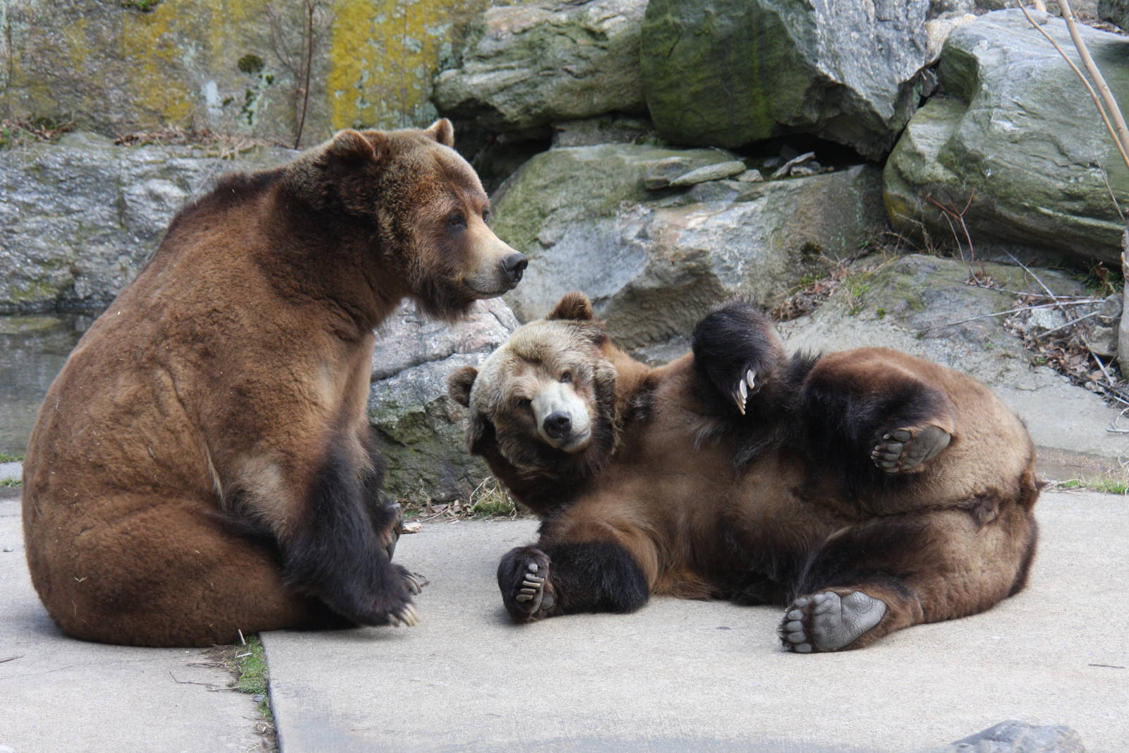 brown bear (Ursus arctos)