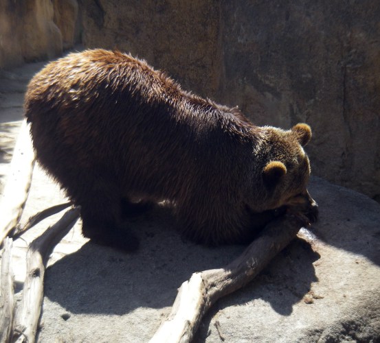 Brown Bear (Ursus arctos)
