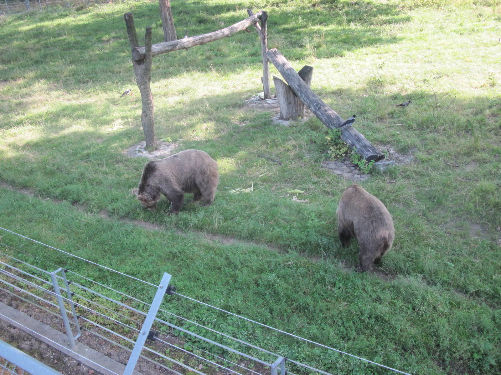 Brown bear (Ursus arctos)