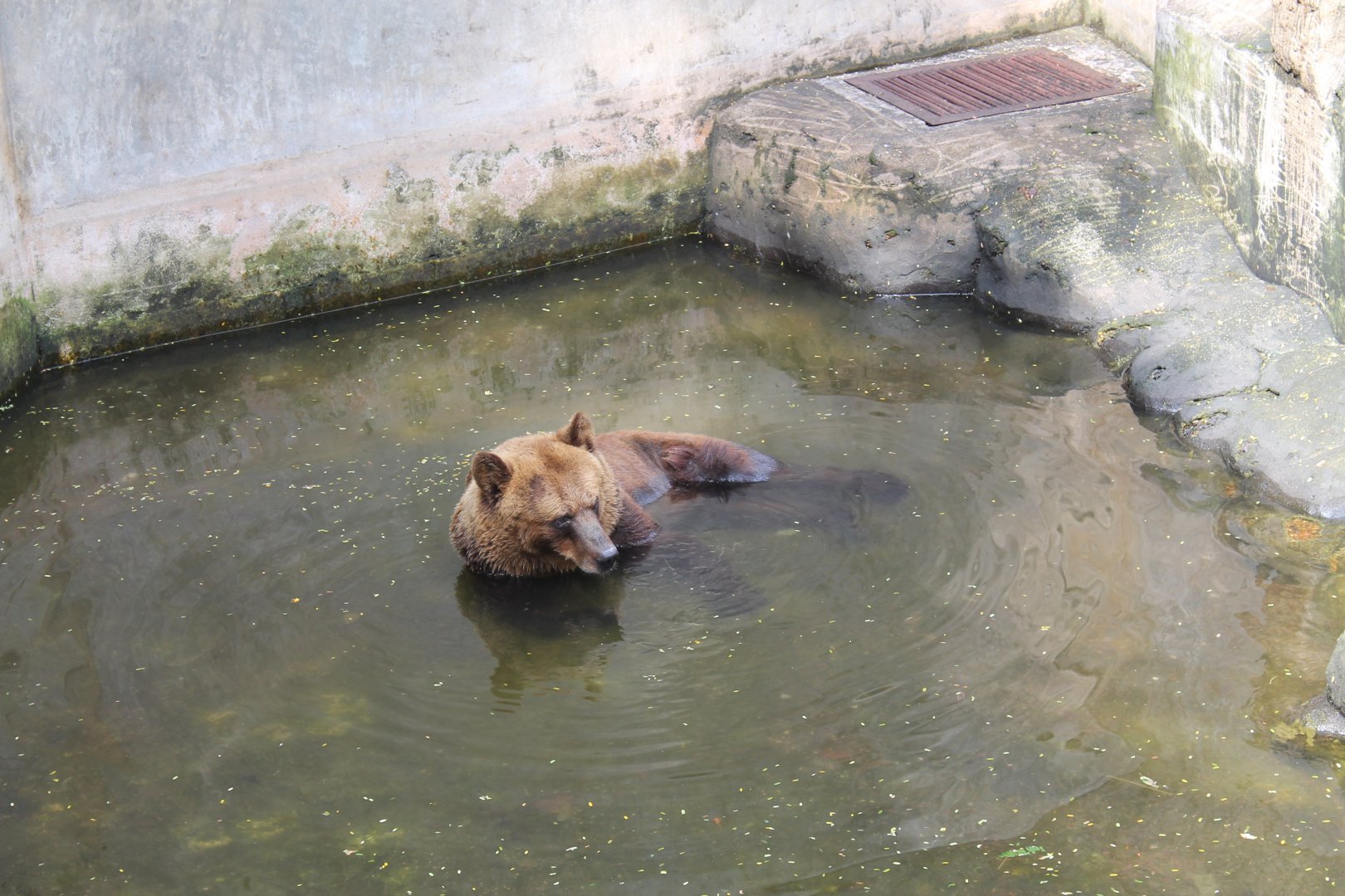 Brown Bear (Ursus arctos)
