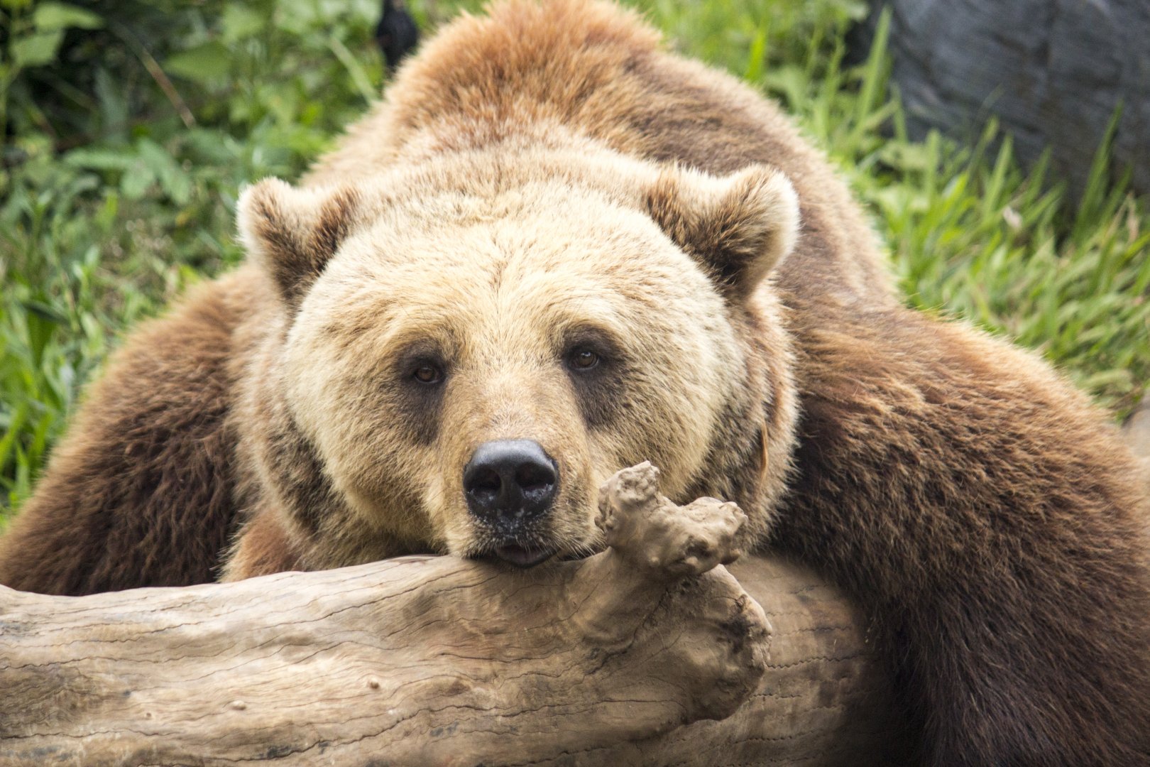 Brown bear, Ursus arctos