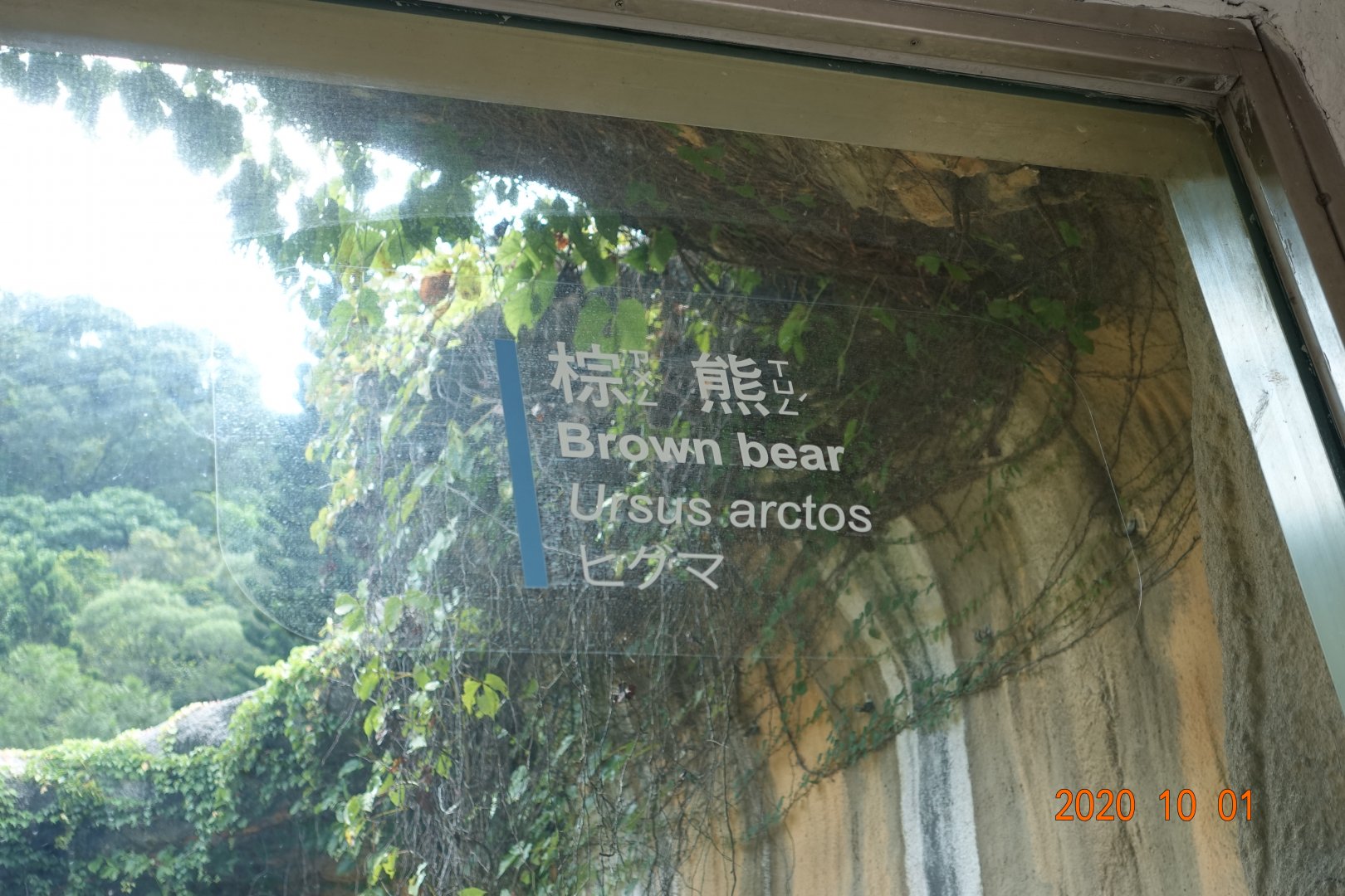 Brown Bear (Ursus arctos)