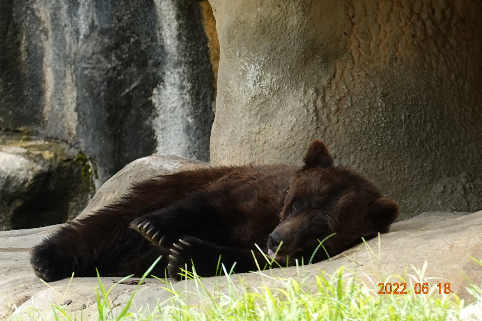 Brown Bear (Ursus arctos)