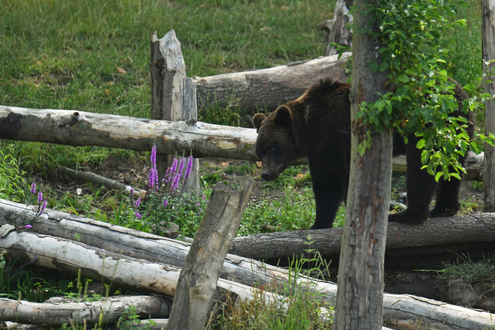 Brown bear (Ursus arctos)