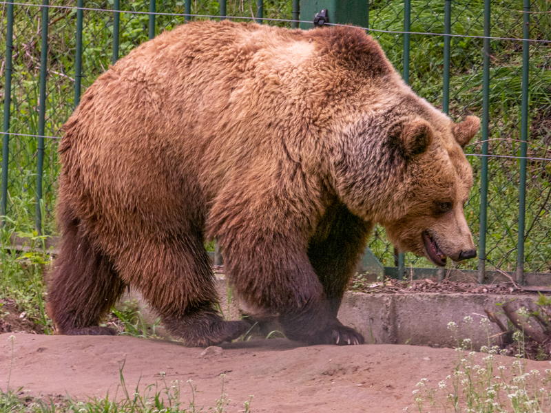 Brown bear / Ursus arctos