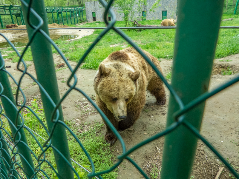 Brown bear / Ursus arctos